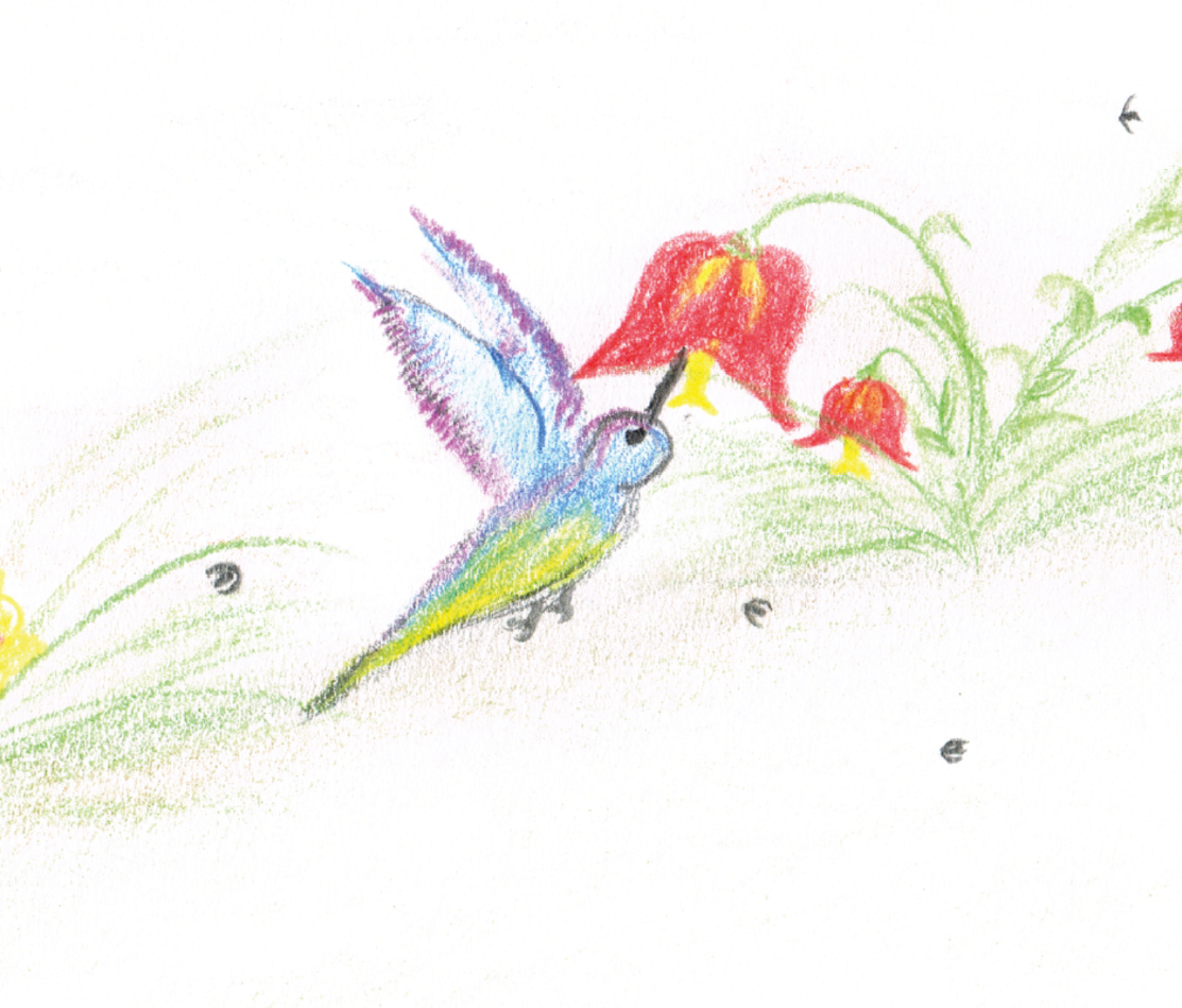 Kolibri4